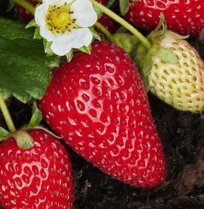 Berry, Strawberry 'Albion'