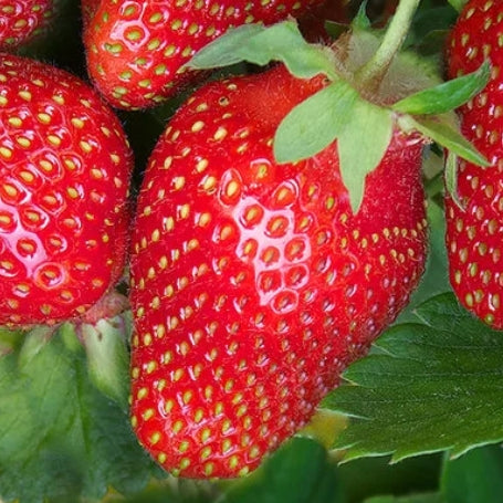Berry, Strawberry 'Eversweet'