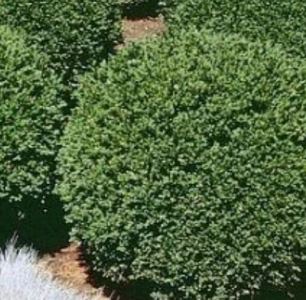 Buxus x 'Green Gem'