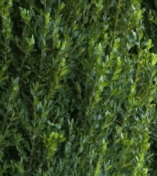 Buxus x 'Green Mountain