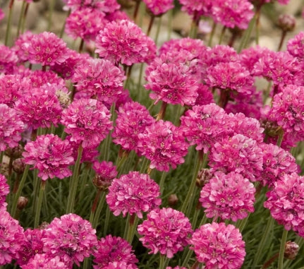 Armeria maritima 'Splendens'