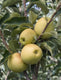 Sticky Image