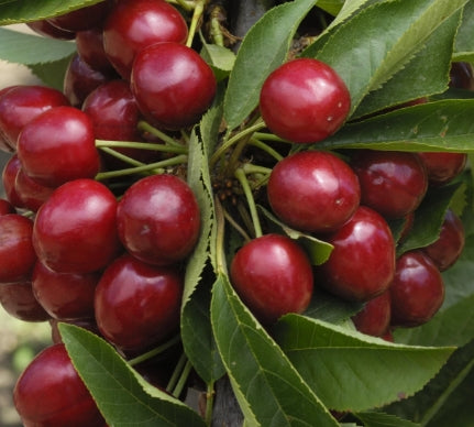 Fruit, Cherry 'Bing' (Semi Dwarf)