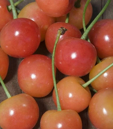 Fruit, Cherry 'Montmorency' STD