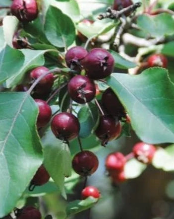 Fruit, Cherry 'Romeo' (Dwarf/Shrub)