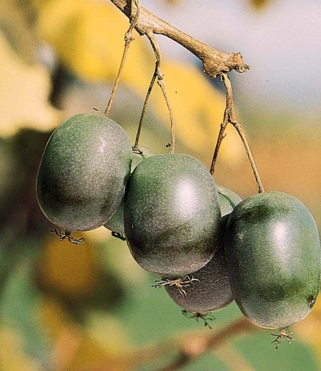 Fruit, Kiwi 'Issai' (self-fertile)