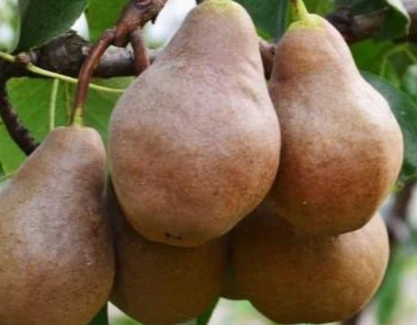 Fruit, Pear 'Bosc' (Semi Dwarf)