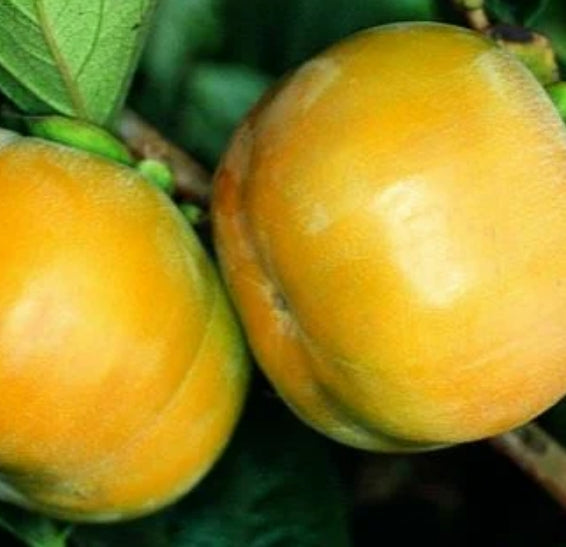 Fruit, Persimmon 'Fuyu'