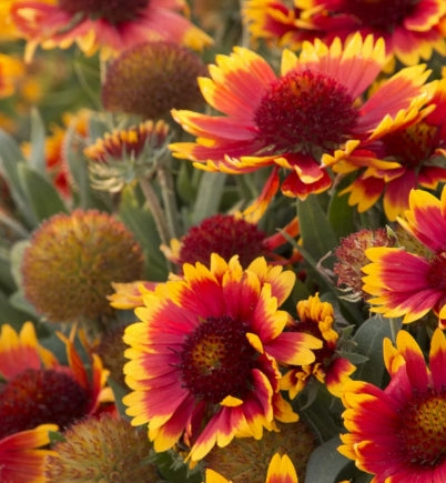 Gaillardia 'Arizona Sun'