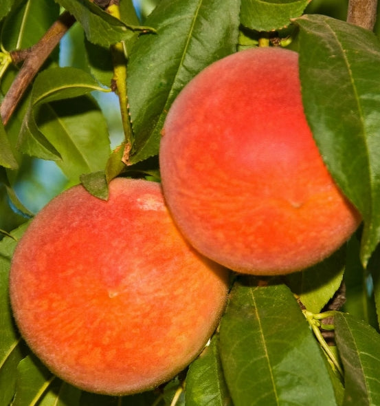 Fruit, Peach 'Redhaven' (Semi Dwarf)