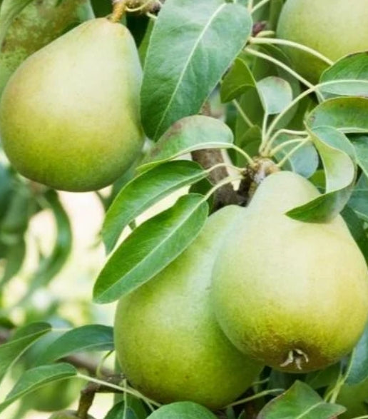 Fruit, Pear 'Bartlett' (STD)