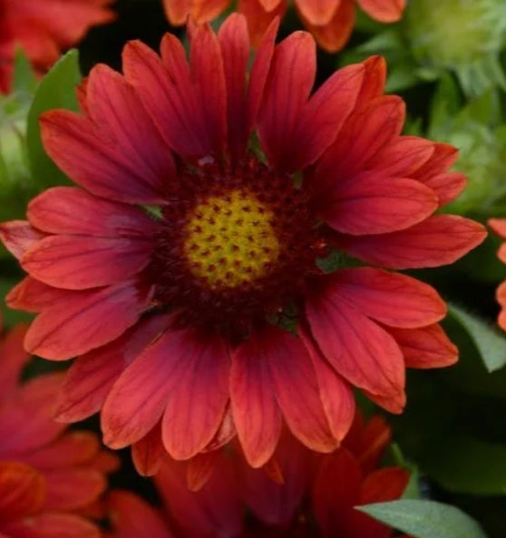 Gaillardia x grandiflora MESA™ Red