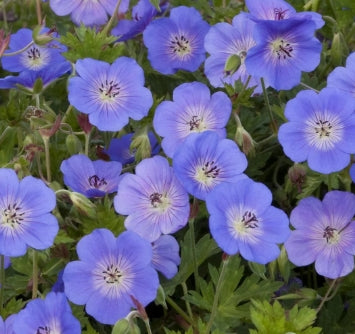 Geranium 'Rozanne' PP12175