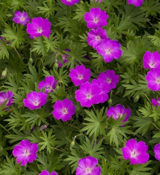 Geranium sanguineum 'Max Frei' (reddish purple)