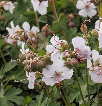 Geranium x 'Biokovo' (white)