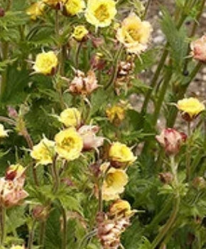 Geum TEMPO™ 'Yellow' PPAF