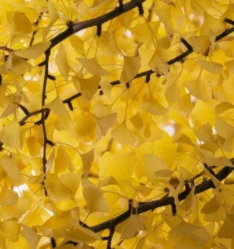 Ginkgo b. 'Autumn Gold'