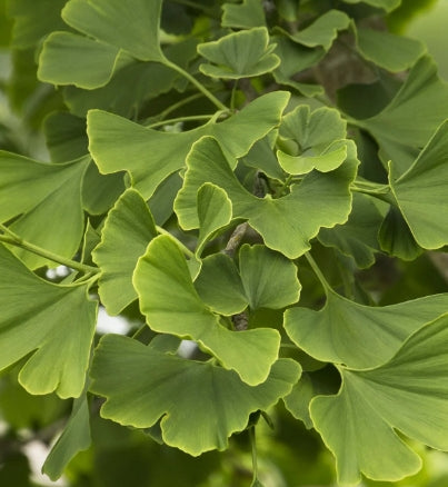 Ginkgo b. 'Princeton Sentry'