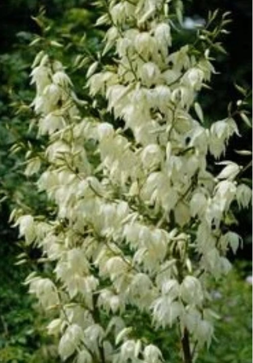 Yucca fil. 'Ivory Tower'