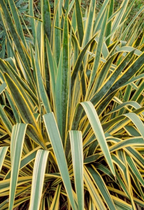 Yucca fil. 'Bright Edge' (variegated)