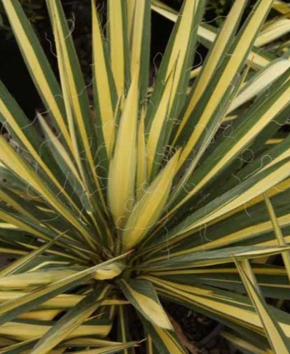 Yucca fil. 'Color Guard' (variegated)