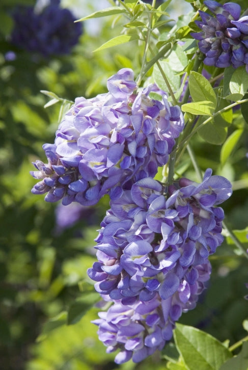 Wisteria fr. 'Amethyst Falls' (BBP)
