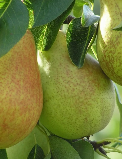 Fruit, Pear 'Comice' (Semi Dwarf)