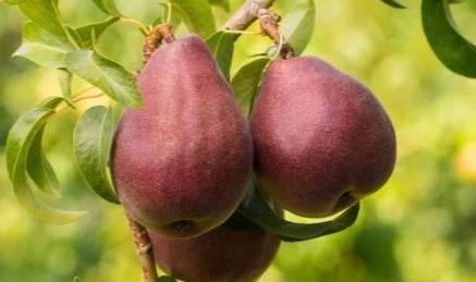 Fruit, Pear 'Red Bartlett' (Semi Dwarf)