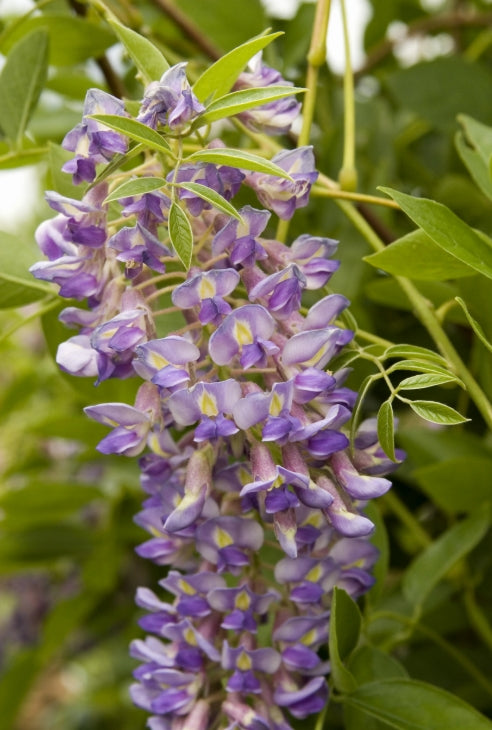 VINE Wisteria macrostachya 'Blue Moon'