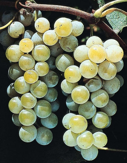 Grape, Vitis labrusca 'Niagara'