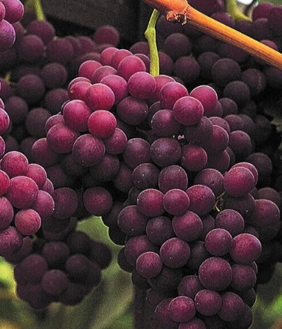 Grape, Vitis labrusca 'Flame'