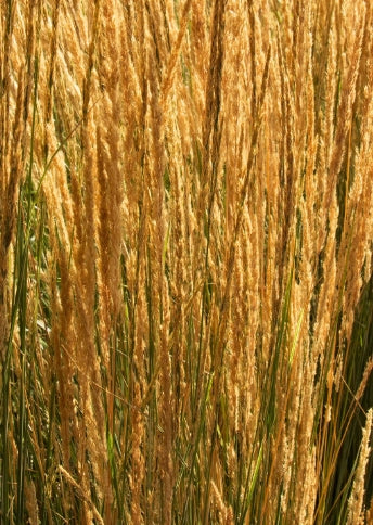 Grass, Calamagrostis a. 'Overdam'