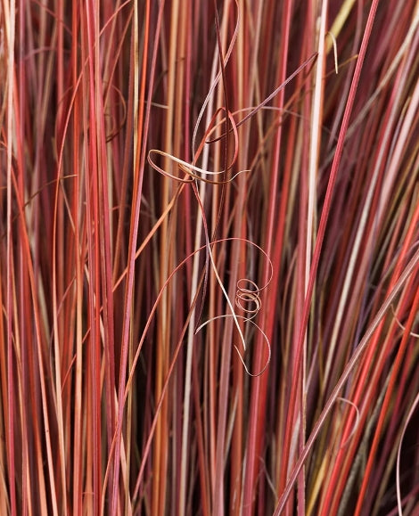 Grass, Carex buchananii