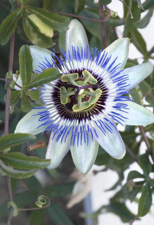 VINE Passiflora caerulea
