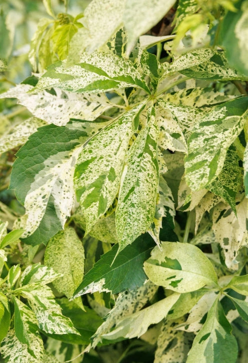 VINE Parthenocissus q. Star Showers® PP10128 (variegated)