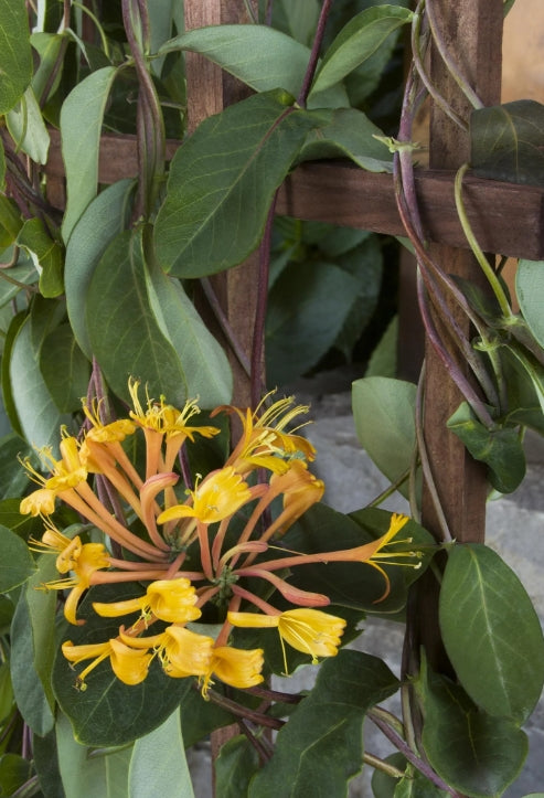 VINE Lonicera x 'Mandarin' PPAF (orange-red)