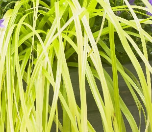 Grass, Carex oshimensis EVERCOLOR® 'Everillo' PP21002