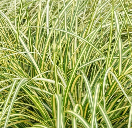 Grass, Carex oshimensis EVERCOLOR® 'Everoro' PP23406