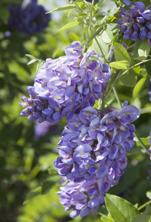 VINE Wisteria fr. 'Amethyst Falls'