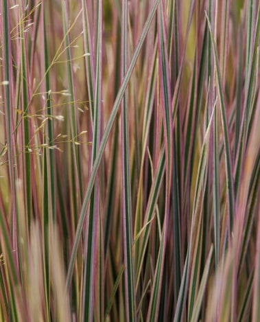 Grass, Deschampsia c. 'Northern Lights'