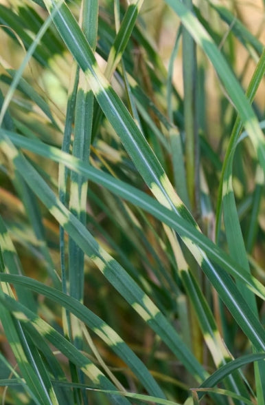 Grass, Miscanthus sin. 'Little Zebra'