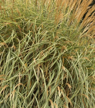 Grass, Miscanthus sin. 'Adagio'