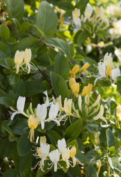 VINE Lonicera japonica 'Halliana' (white)