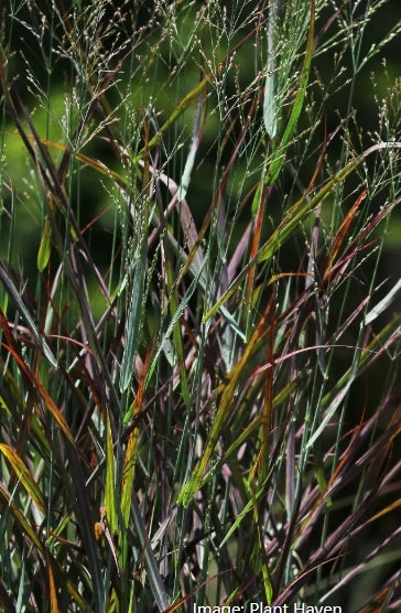 Grass, Panicum v. 'Hot Rod' PPAF