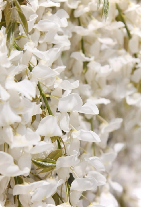 VINE Wisteria brachybotrys 'Shiro Kapitan Fuji' (white)