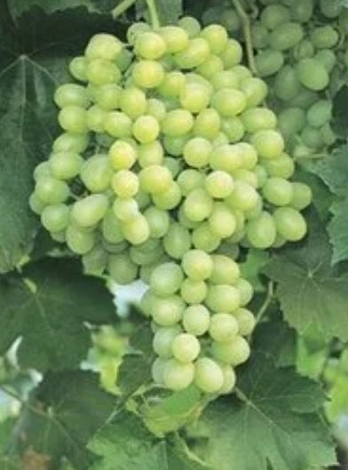 Grape, Vitis labrusca 'Thompson' - Seedless