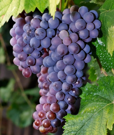 Grape, Vitis vinifera 'Merlot' (Wine)