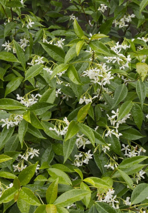 VINE Trachelospermum jasminoides