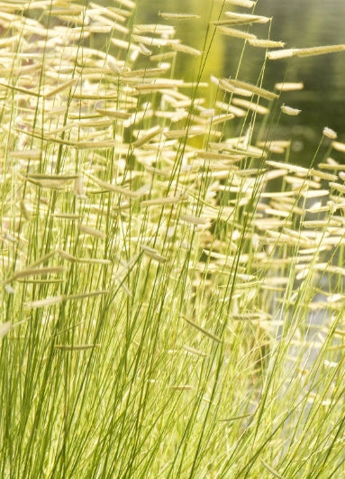 Grass, Bouteloua gracilis 'Blonde Ambition'