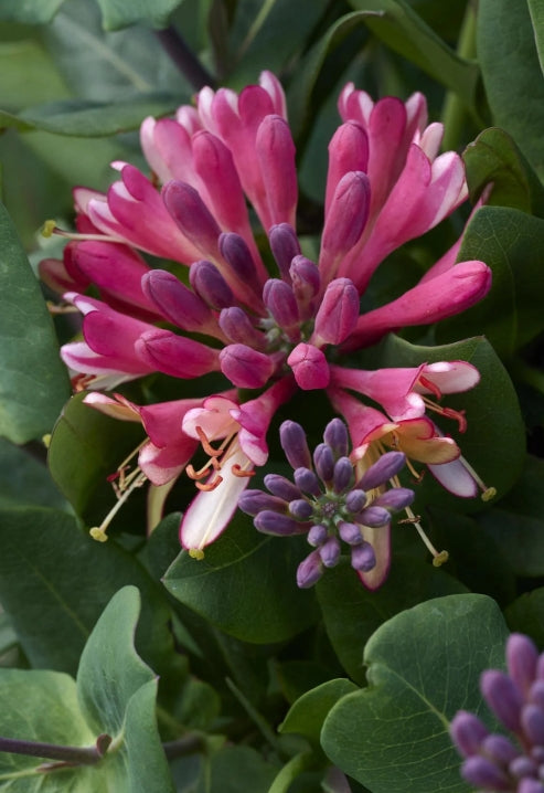 VINE Lonicera h. 'Goldflame' (coral pink)
